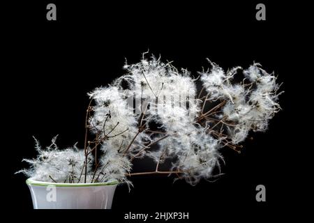 Old man's Beard Samenköpfe in einer Vase. Die Samen sind sehr leicht und federleicht und gehören zur Familie der Clematis. Stockfoto