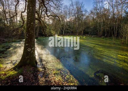 Ein Pingo Pool auf dem Pingo Trail im Winter, The Brecks, Norfolk, England Stockfoto