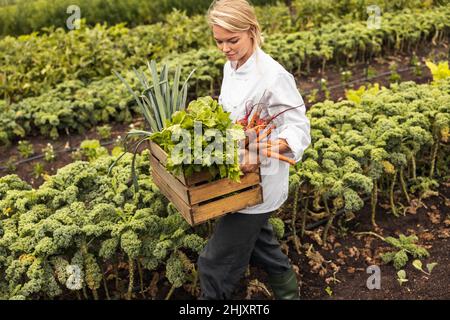 Weibliche Köchin verlässt ein landwirtschaftliches Feld mit einer Vielzahl von frisch gepflückten Gemüse. Selbstständige Köchin mit einer Kiste voller frischer Profis Stockfoto