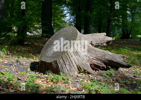 Riesiger stumpf gefäller Baum im Stadtpark. Stockfoto