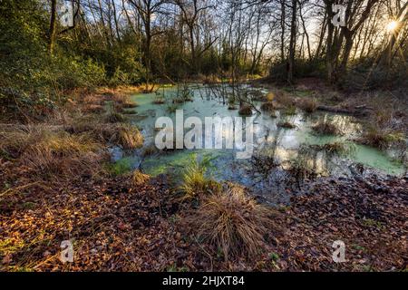 Ein Pingo Pool auf dem Pingo Trail im Winter, The Brecks, Norfolk, England Stockfoto