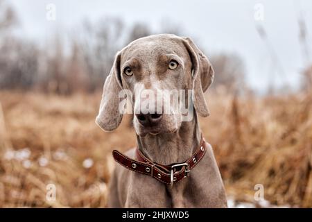 Schöner Grauer Reinragender Weimaraner Hund, Der Am Herbsttag Steht. Große Hundebrüte Für Die Jagd. Weimaraner ist ein Allzweck-Waffenhund. Tiere, Jagd, Wi Stockfoto