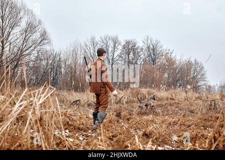 Aufmerksamer Weimaraner Hund läuft auf Herbstwiese mit Jäger Mann Besitzer wartet auf Signal oder Belohnung, auf dem Land. Aktive stark grauen Hund Jagd o Stockfoto