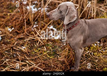 Porträt des schönen Weimaraner Hundes im Herbst. Jagdhund in der Natur auf dem Land, Blick auf die Seite, warten auf Beute. Treuer Freund. Weimaraner. Tier Stockfoto
