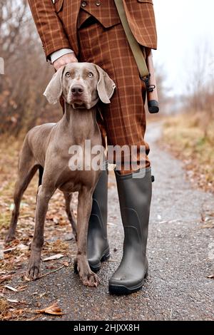 Grau stark schön Jagdhund Weimaraner wartet auf Befehl von schönen kaukasischen Wildhüter Besitzer Mann in trendigen stilvollen braunen Anzug zu erhalten, zu Fuß in r Stockfoto