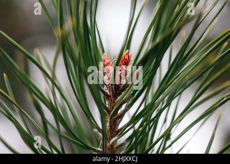 Nahaufnahme von jungen Münzknospen auf Kiefern im Frühjahr. Kiefernzweige mit langen grünen Nadeln. Jahreszeit der Natur aufwachen und ihre Schönheit zeigen. Beobachten Stockfoto