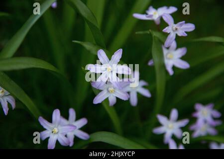 Scilla luciliae oder Chionodoxa luciliae, die Glory-of-the-Snow-Glühbirne, die im Frühling in einem Hüttengarten mit kleinen violett-blauen Blüten blüht. Stockfoto