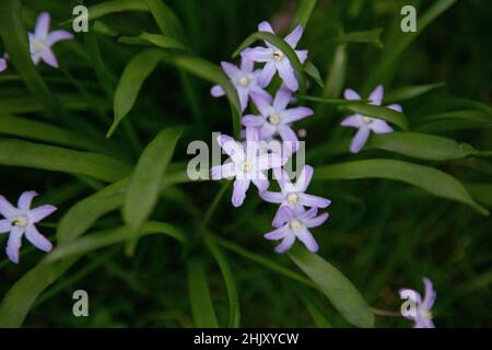 Scilla luciliae oder Chionodoxa luciliae, die Glory-of-the-Snow-Glühbirne, die im Frühling in einem Hüttengarten mit kleinen violett-blauen Blüten blüht. Stockfoto