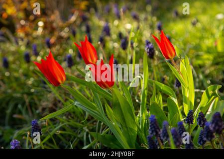 Rote Tulpen unter Traubenhyazinthen in einem sonnigen Hüttengarten im Frühling Stockfoto