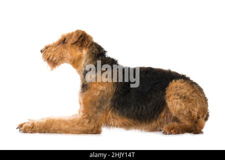 Airedale Terrier isoliert auf weißem Hintergrund Stockfoto