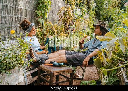 Männliche und weibliche Bauern haben Karotten, während sie im Gemeinschaftsgarten reden Stockfoto