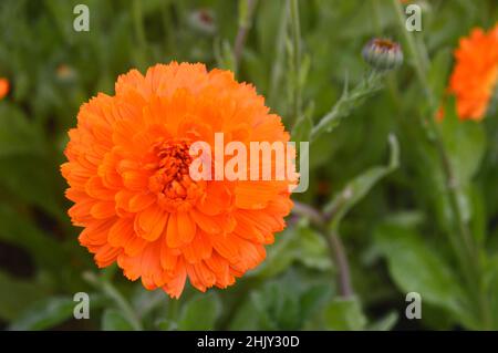 Single Double Pot Marigold (Calendula Officinalis nana) 'Candyman Orange', in den Grenzen von RHS Garden Harlow Carr, Harrogate, Yorkshire, Großbritannien angebaut. Stockfoto