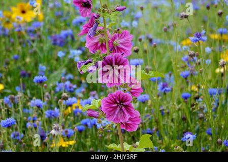 Rosa/Lilie gemeiner Malve 'Malva sylvestris' Blumen in der Wildblumengrenze im RHS Garden Harlow Carr, Harrogate, Yorkshire. England, Großbritannien. Stockfoto