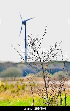 Kleiner Baum, der sich im Naturschutzgebiet festhält, mit großer Windturbine im Hintergrund Stockfoto