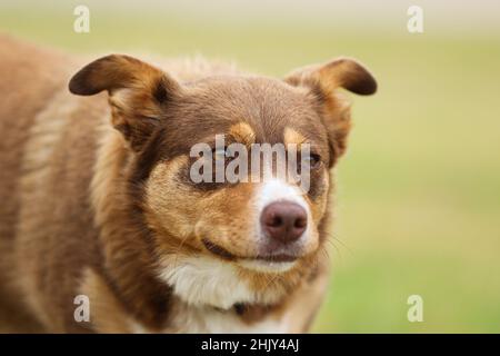 Australischer Kelpie-Hund in Australien Stockfoto