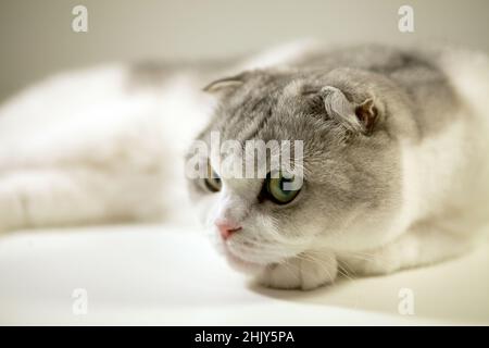 Weiße schottische Falte Katze-Bicolor Katze sieht traurig offene gelbe Augen, Nahaufnahme Porträt Stockfoto