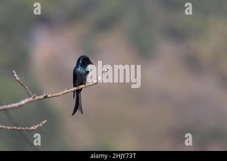 Schwarzer Drongo auf Baum, Dicrurus macrocercus, Uttarakhand, Indien Stockfoto