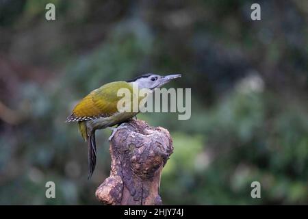 Graukopfspecht, Picus canus, Uttarakhand, Indien Stockfoto