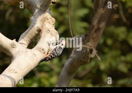 Fulvous-breasted Woodpecker, Dendrocopos macei, männlich, Uttarakhand, Indien Stockfoto