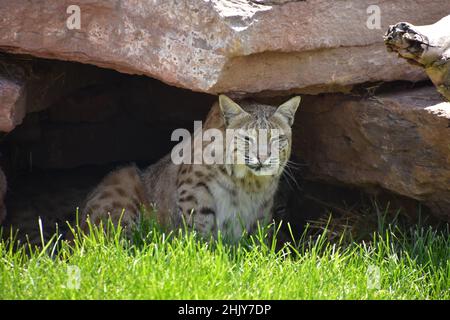 Iberischer Luchs, der im Schatten einer Felsenhöhle sitzt. Stockfoto