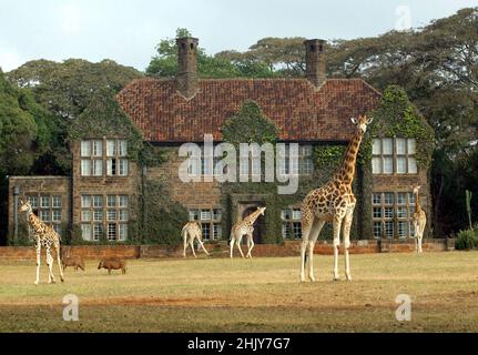 HERRENHAUS DER GIRAFFE. IN IHREM HERRENHAUS IN NAIROBI, KENIA, HABEN DIE ANDERSONS MEHR ALS EIN DUTZEND WILDER GIRAFFEN, DIE ZWEIMAL AM TAG KOMMEN UND IHREN KOPF DURCH DIE FENSTER UND TÜREN DES HERRENHAUSES STECKEN, UM IHREN LIEBLINGSSNACK MIT FRISCHEM OBST ZU GENIESSEN. DIE ROTHSCHILD-GIRAFFEN WURDEN WELTWEIT WENIGER ALS 150 REDUZIERT, ABER MIT HILFE DER BEMÜHUNGEN DES GIRAFFENGUTES IST DIE WELTBEVÖLKERUNG AUF 350 ANGEWACHSEN. BILD: GARYROBERTSPHOTO.COM Stockfoto