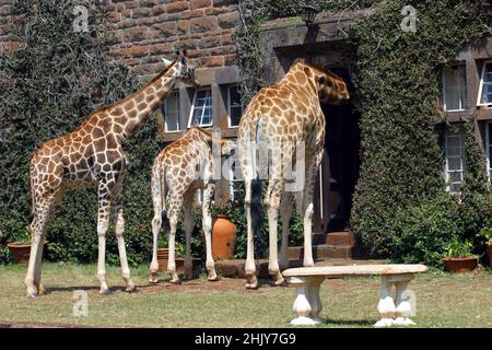 DREI ROTHSCHILD-GIRAFFEN GEHEN VOR DIE HAUSTÜR IM GIRAFFENHAUS. IN IHREM HERRENHAUS IN NAIROBI, KENIA, HABEN DIE ANDERSONS MEHR ALS EIN DUTZEND WILDER GIRAFFEN, DIE ZWEIMAL AM TAG KOMMEN UND IHREN KOPF DURCH DIE FENSTER UND TÜREN DES HERRENHAUSES STECKEN, UM IHREN LIEBLINGSSNACK MIT FRISCHEM OBST ZU GENIESSEN. DIE ROTHSCHILD-GIRAFFEN WURDEN WELTWEIT WENIGER ALS 150 REDUZIERT, ABER MIT HILFE DER BEMÜHUNGEN DES GIRAFFENGUTES IST DIE WELTBEVÖLKERUNG AUF 350 ANGEWACHSEN. BILD: GARYROBERTSPHOTO.COM Stockfoto