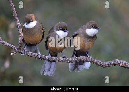 Weißkehlige Lachdrossel, Pterorhinus albogularis, Uttarakhand, Indien Stockfoto