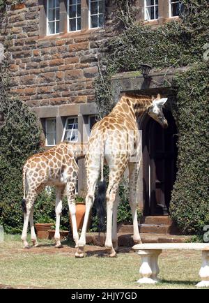 ZWEI ROTHSCHILD-GIRAFFEN GEHEN VOR DIE HAUSTÜR DES GIRAFFEN-HERRENHAUSES. IN IHREM HERRENHAUS IN NAIROBI, KENIA, HABEN DIE ANDERSONS MEHR ALS EIN DUTZEND WILDER GIRAFFEN, DIE ZWEIMAL AM TAG KOMMEN UND IHREN KOPF DURCH DIE FENSTER UND TÜREN DES HERRENHAUSES STECKEN, UM IHREN LIEBLINGSSNACK MIT FRISCHEM OBST ZU GENIESSEN. DIE ROTHSCHILD-GIRAFFEN WURDEN WELTWEIT WENIGER ALS 150 REDUZIERT, ABER MIT HILFE DER BEMÜHUNGEN DES GIRAFFENGUTES IST DIE WELTBEVÖLKERUNG AUF 350 ANGEWACHSEN. BILD: GARYROBERTSPHOTO.COM Stockfoto