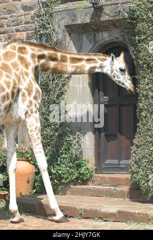 EINE GROSSE ROTHSCHILD-GIRAFFE GEHT VOR DIE HAUSTÜR DES LANDGUTS DER GIRAFFE. IN IHREM HERRENHAUS IN NAIROBI, KENIA, HABEN DIE ANDERSONS MEHR ALS EIN DUTZEND WILDER GIRAFFEN, DIE ZWEIMAL AM TAG KOMMEN UND IHREN KOPF DURCH DIE FENSTER UND TÜREN DES HERRENHAUSES STECKEN, UM IHREN LIEBLINGSSNACK MIT FRISCHEM OBST ZU GENIESSEN. DIE ROTHSCHILD-GIRAFFEN WURDEN WELTWEIT WENIGER ALS 150 REDUZIERT, ABER MIT HILFE DER BEMÜHUNGEN DES GIRAFFENGUTES IST DIE WELTBEVÖLKERUNG AUF 350 ANGEWACHSEN. BILD: GARYROBERTSPHOTO.COM Stockfoto