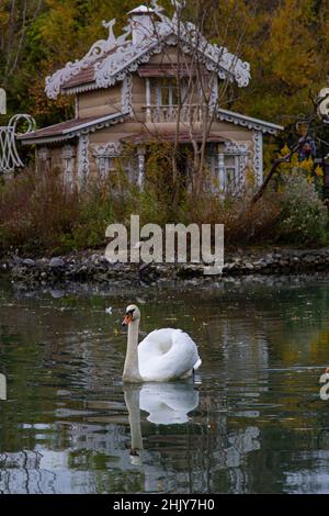Elegante weiße Schwäne, die in einem Teich schwimmen. Ruhe und Entspannung umgeben von grünen Pflanzen. Stockfoto