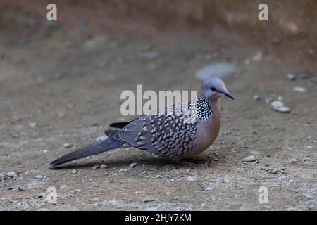 Gepunktete Taube, Spilopelia chinensis, Uttarakhand, Indien Stockfoto