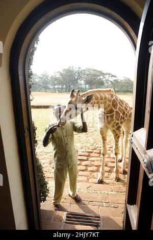 EIN ANGESTELLTER WURDE VON EINER ROTHSCHILD-GIRAFFE VOR DER EINGANGSTÜR DES HERRENHAUSES DER GIRAFFE BEGRÜSST. IN IHREM HERRENHAUS IN NAIROBI, KENIA, HABEN DIE ANDERSONS MEHR ALS EIN DUTZEND WILDER GIRAFFEN, DIE ZWEIMAL AM TAG KOMMEN UND IHREN KOPF DURCH DIE FENSTER UND TÜREN DES HERRENHAUSES STECKEN, UM IHREN LIEBLINGSSNACK MIT FRISCHEM OBST ZU GENIESSEN. DIE ROTHSCHILD-GIRAFFEN WURDEN WELTWEIT WENIGER ALS 150 REDUZIERT, ABER MIT HILFE DER BEMÜHUNGEN DES GIRAFFENGUTES IST DIE WELTBEVÖLKERUNG AUF 350 ANGEWACHSEN. BILD: GARYROBERTSPHOTO.COM Stockfoto