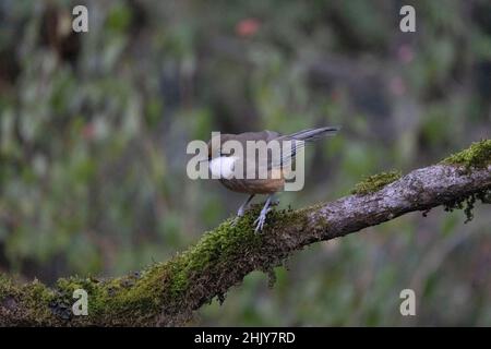 Weißkehlige Lachdrossel, Pterorhinus albogularis, Uttarakhand, Indien Stockfoto