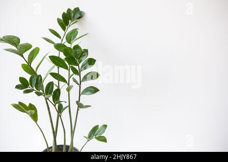 Gartenkonzept. Vertikales Foto einer Zamioculcas-Zimmerpflanze, die in einem weißen Topf wächst. Banner, für Text platzieren Stockfoto