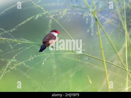 Der niedliche Vogel Estrilda astrild, der in seinem natürlichen Lebensraum, einem Feld, das von hohem Gras und Samen umgeben ist, rast. Stockfoto