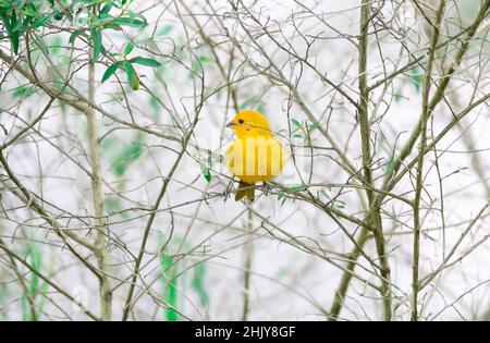 Kleiner Safranfinkling, Sicalis flaveola, in trockenen Zweigen mit ein paar grünen Blättern. Stockfoto