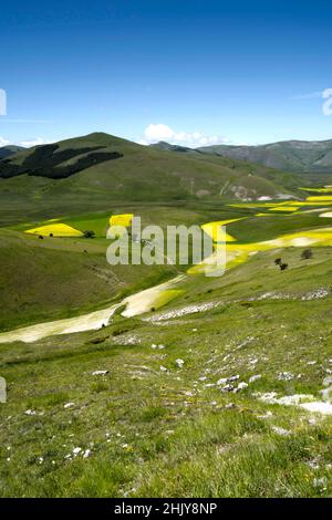 Blüte von Castelluccio di Norcia Juni 2020, Umbrien, Italien, Europa Stockfoto