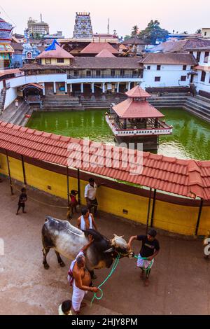 Udupi, Karnataka, Indien : Menschen gehen eine heilige Kuh bei Sonnenuntergang um den Madhva Sarovara Wasserbehälter neben dem 13. Jahrhundert Krishna Tempel gegründet b Stockfoto