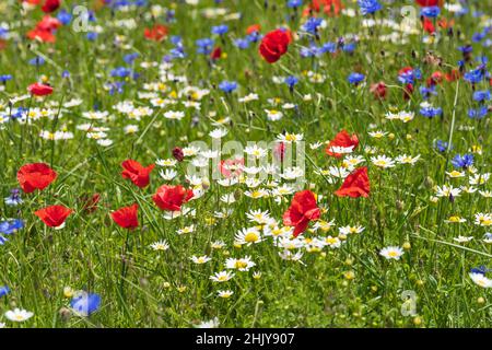 Blüte von Castelluccio di Norcia Juni 2020, Umbrien, Italien, Europa Stockfoto