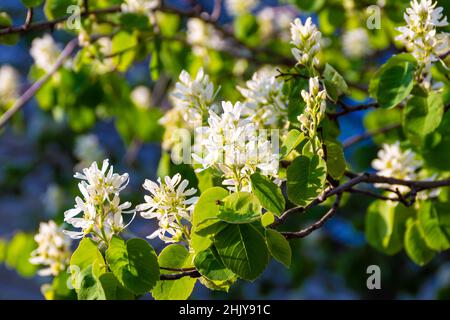 Amelnchier, Familie Rosaceae, blüht Ende Mai mit luftigen weißen Blüten in der Sommersonne, selektiver Konzentration Stockfoto