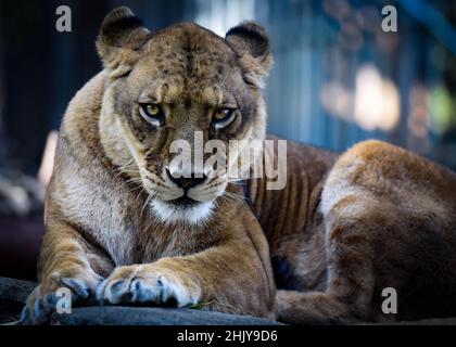 Lioness Portrait Headshot schaut und starrt auf die Kamera. Stockfoto