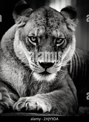 Lioness Portrait Headshot schaut und starrt auf die Kamera. Schwarz-Weiß-Schwarzweiß-Schwarzweißdruck Stockfoto