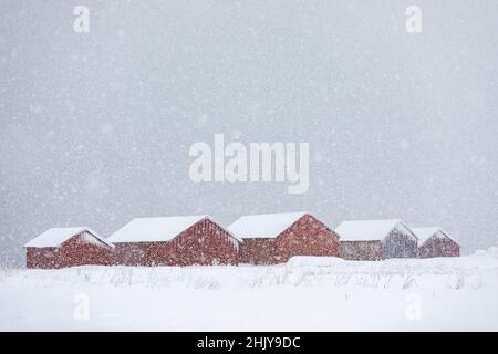 Rote Fischerhütten aus Holz, Lofoten-Inseln, Norwegen im Schnee. Stockfoto