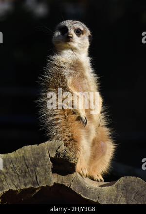 Ein Erdmännchen steht auf einem Baumstamm. Isoliert in Schwarz. Stockfoto