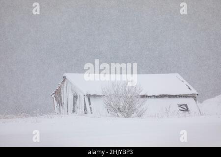 Verlassene hölzerne Fischerhütte, Lofoten-Inseln, Norwegen im Schnee. Stockfoto