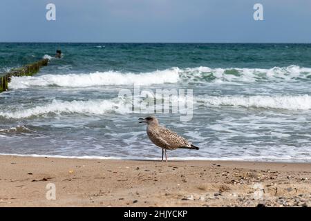 Braun Silbermöwe steht Schreien auf eine hölzerne Stange am Sandstrand der Ostsee Stockfoto