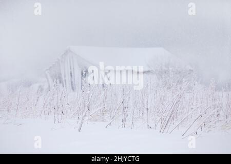 Verlassene hölzerne Fischerhütte, Lofoten-Inseln, Norwegen im Schnee. Stockfoto