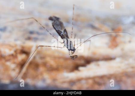 Gemeiner, Thread-legged Assassinwanze Empicoris culiciformis. Stockfoto