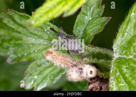 Nahaufnahme eines grau gestreiften Weevil ( Curculionidae ) auf dem Blatt. Stockfoto