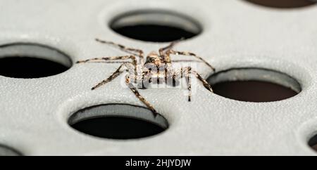Nahaufnahme springende Spinnen Weibchen mit Haaren und großen Augen Stockfoto